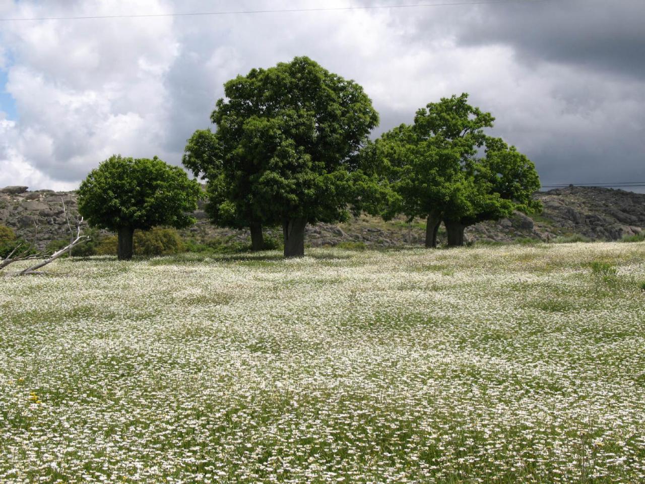 Quinta De Luna Villa Valencia de Alcantara Bagian luar foto